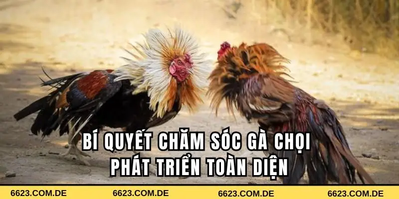 Bí quyết chăm sóc gà chọi để phát triển toàn diện