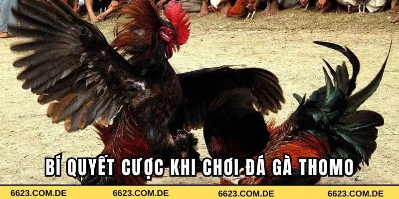 Bí quyết cược thắng lớn khi chơi chọi gà Thomo