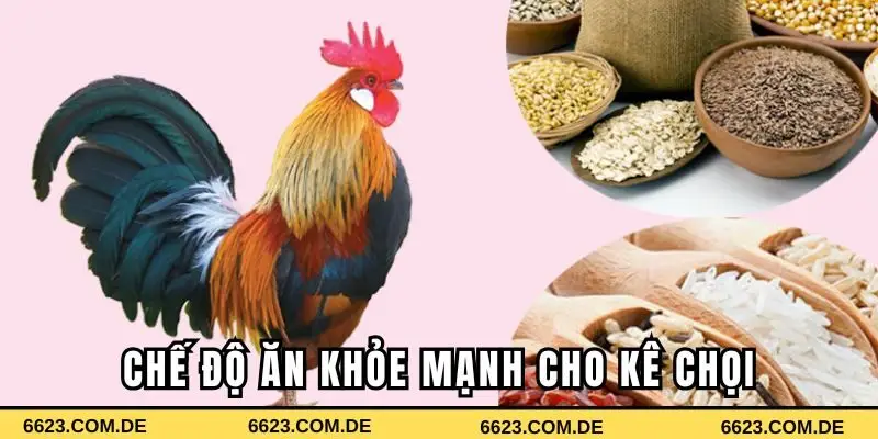 Chế độ ăn khỏe mạnh cho kê chọi