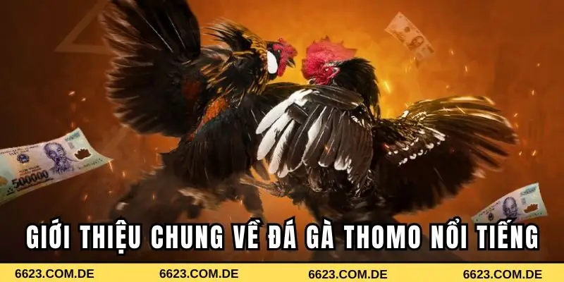 Giới thiệu chung về đá gà Thomo nổi tiếng