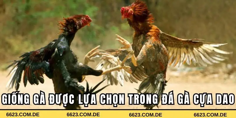 Giống gà nào được lựa chọn trong chọi gà cựa dao?