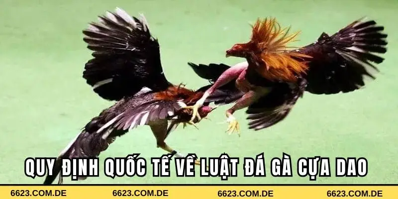 Quy định quốc tế về luật chọi kê cựa dao
