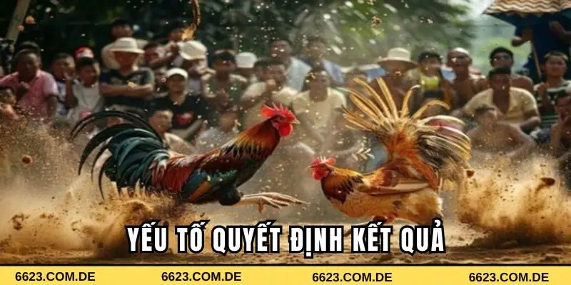 Yếu tố quyết định kết quả của một trận đá gà